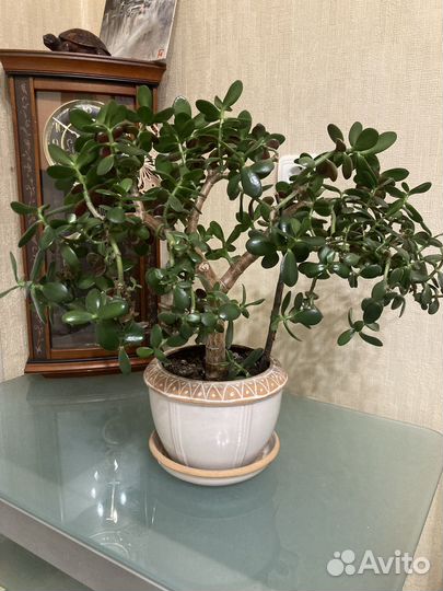 Толстянка портулаковая