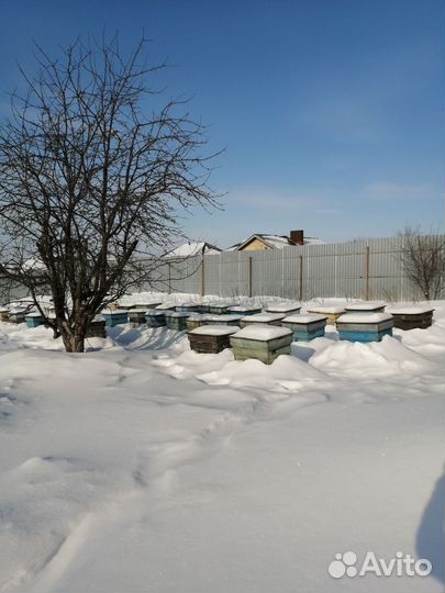 Продам семьи пчел