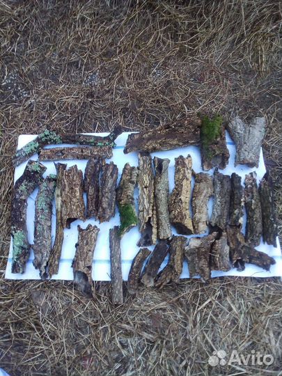 Кора пробкового дуба