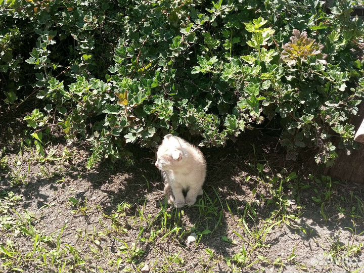 Ищем хозяина и доброго друга маленькому котику