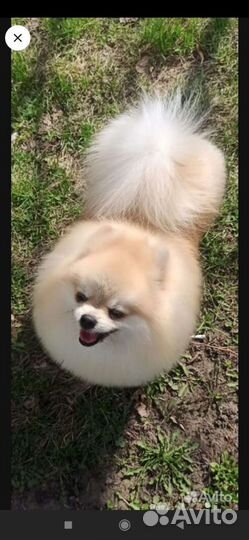 Померанский шпиц