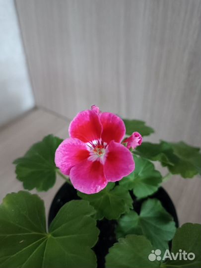 Продам пеларгонию, герань