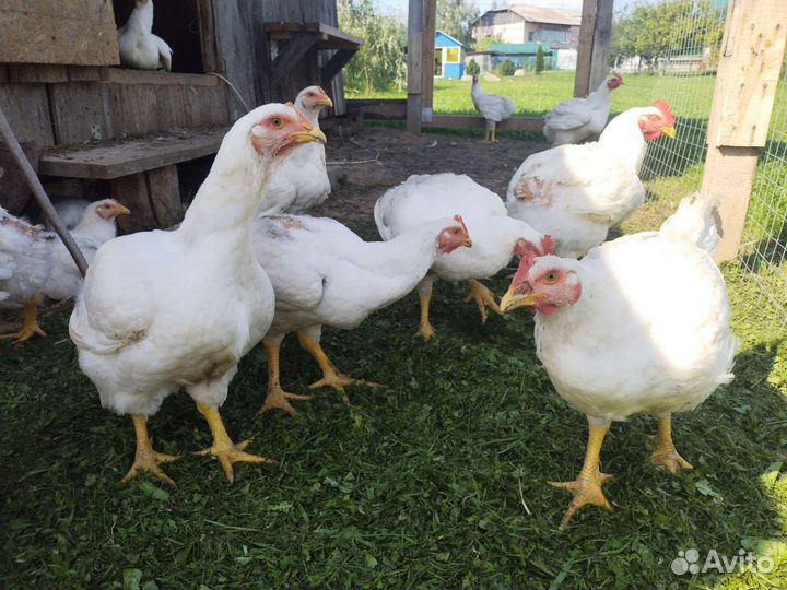 Куры деревенские