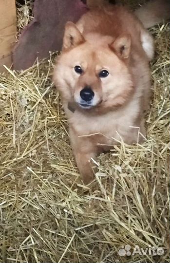 Вязка кабель-рабочий красавец 7 лет