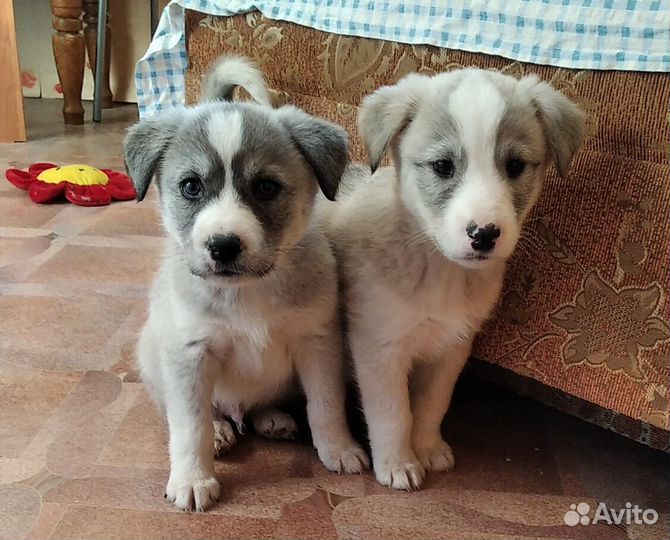 Хаски полукровки Ён и Сан (6-7 мес.)