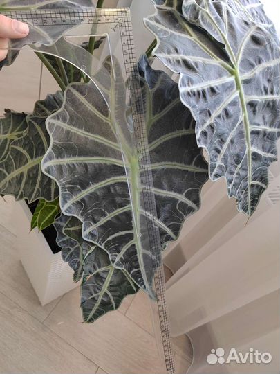 Алоказия полли 110 см высотой