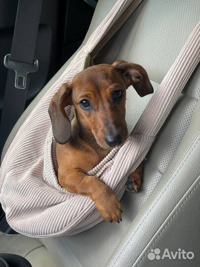 Собака щенок такса в добрые руки