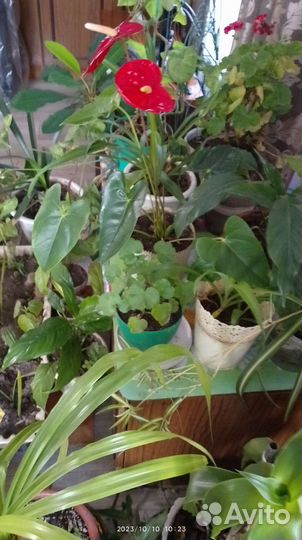 Комнатные цветы