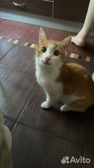 Передержка животных