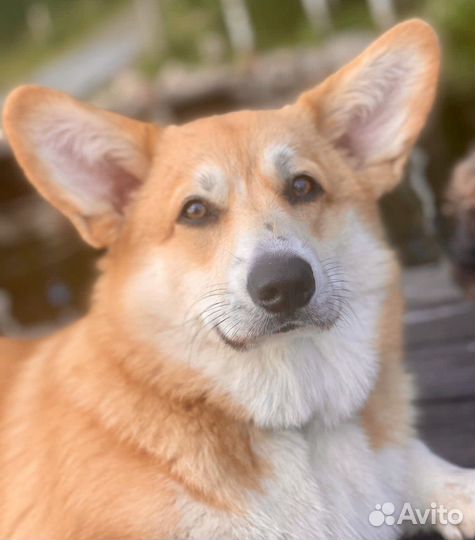 Вельш-корги пемброк