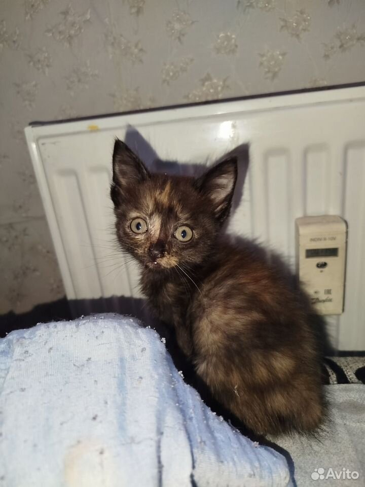 Котёнок в добрые руки, Тюмень