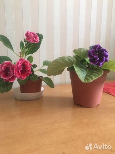 Цветы глоксиния