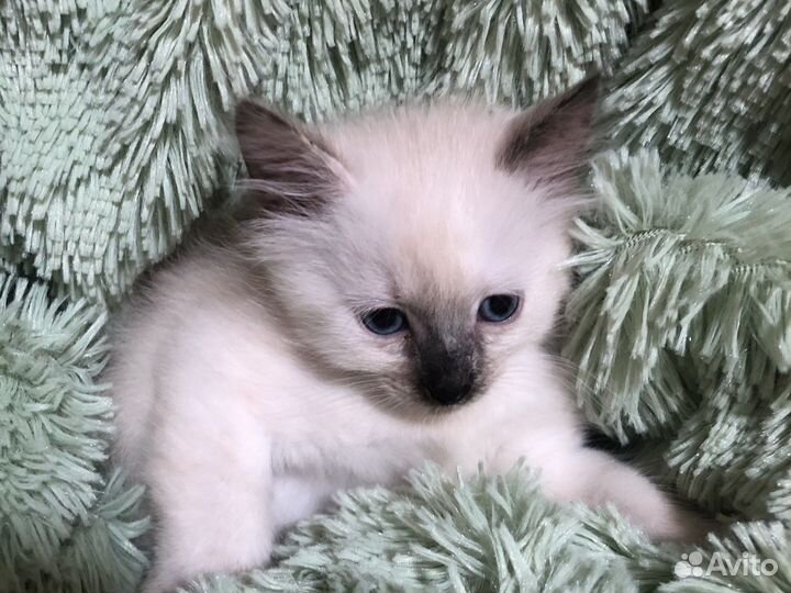 Тайская кошка