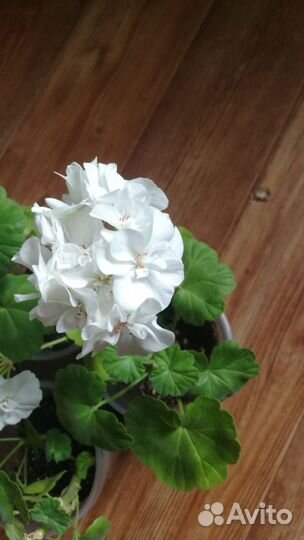 Пеларгония герань