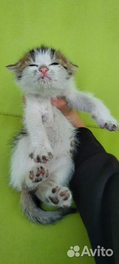 Котята в добрые руки бесплатно