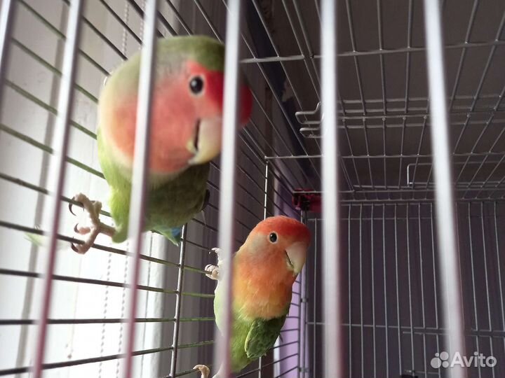 Неразлучники