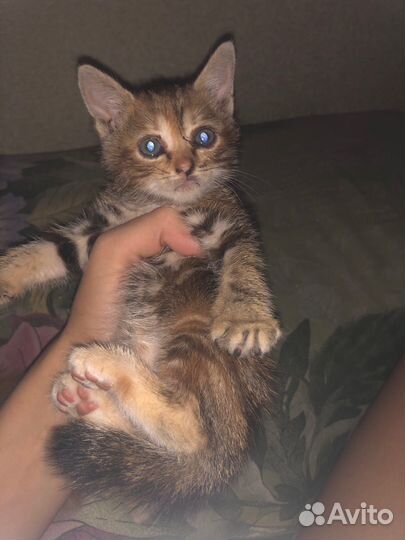 Котята в добрые руки,даром