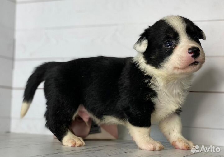 Вельш-корги кардиган щенки