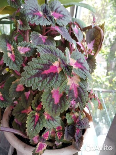 Цветок Калеус 50р