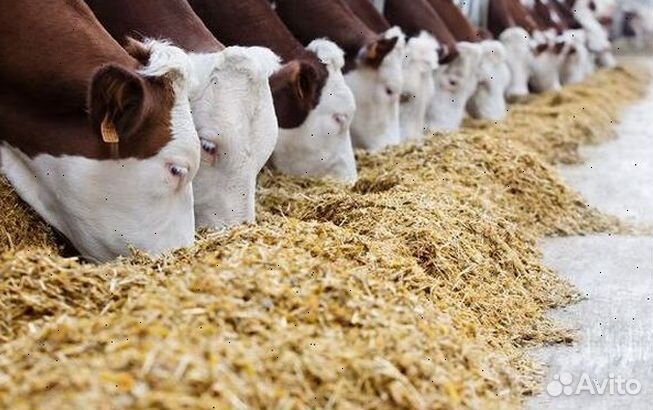 Купить ячмень