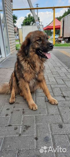 Молодой классный пёс Пушистик ищет дом