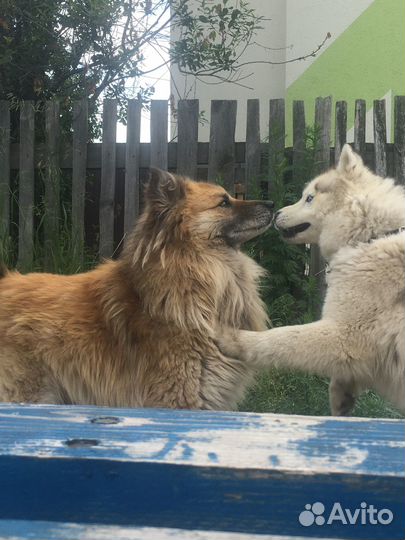 Собака в добрые руки мальчик