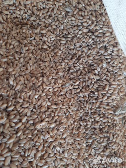 Пшеница мягкая 5 класс