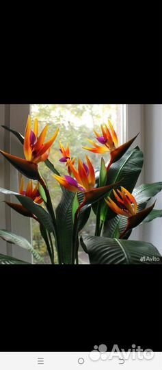 Стрелиция королевская