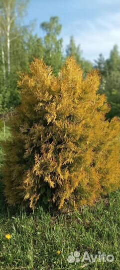 Туя золотая Rheingold