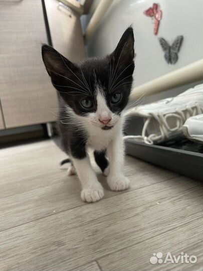 Отдам бесплатно