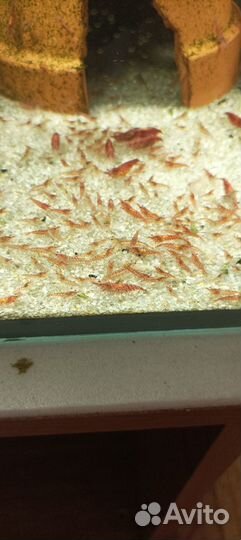 Креветки, корм, анциструс, панда