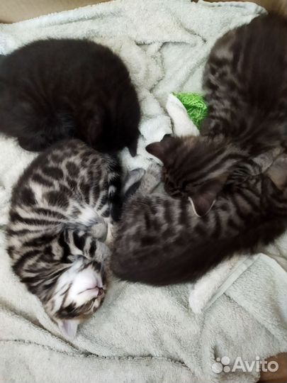 Бенгальская