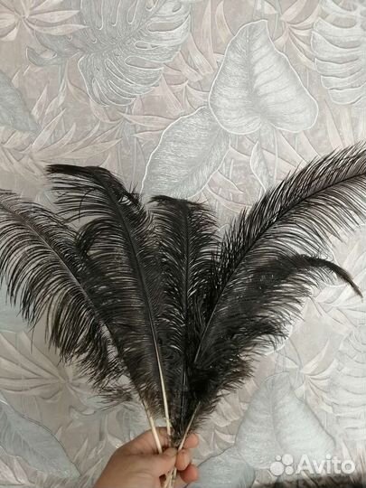 Перья страуса