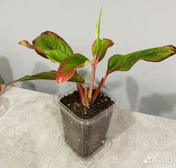 Комнатные цветы