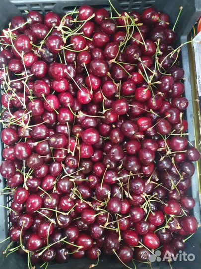 Черешня свежая