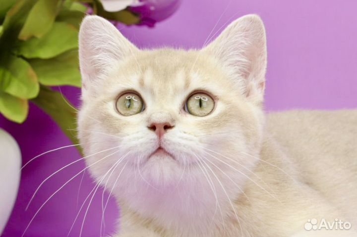 Британский котик cy12 лиловая золотая шиншилла