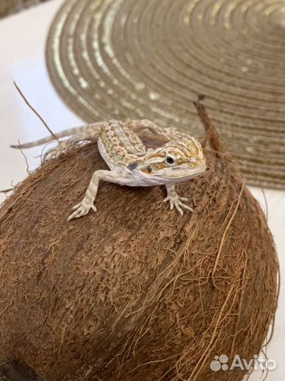 Бородатая агама