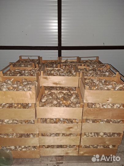 Чеснок на посадку любаша