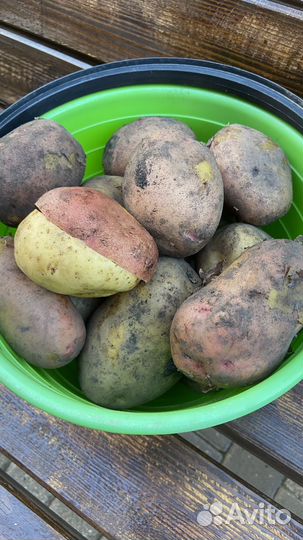 Картофель новый урожай 2024