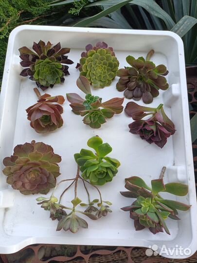 Эониумы(срезы)