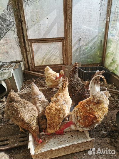 Куры семья продажа