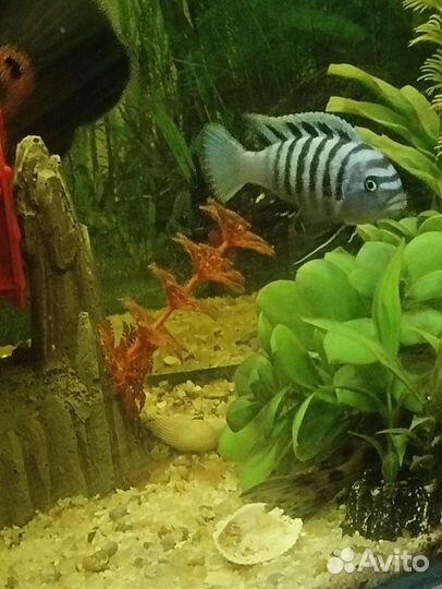 Аквариумные рыбы