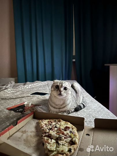 Шотландский кот вязка