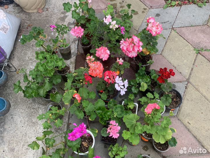 Пеларгонии коллекционные
