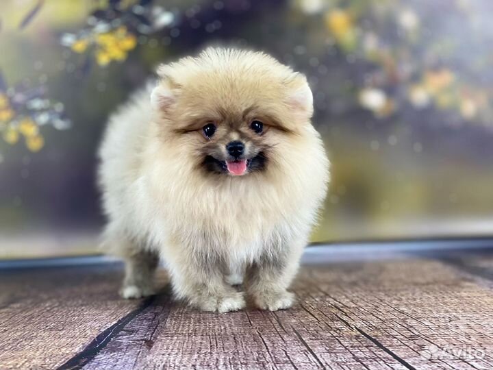 Шпиц