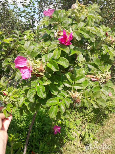 Лимонник, Шиповник, Хмель