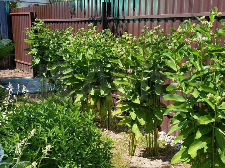 Дача 36,3 м² на участке 5,5 сот.