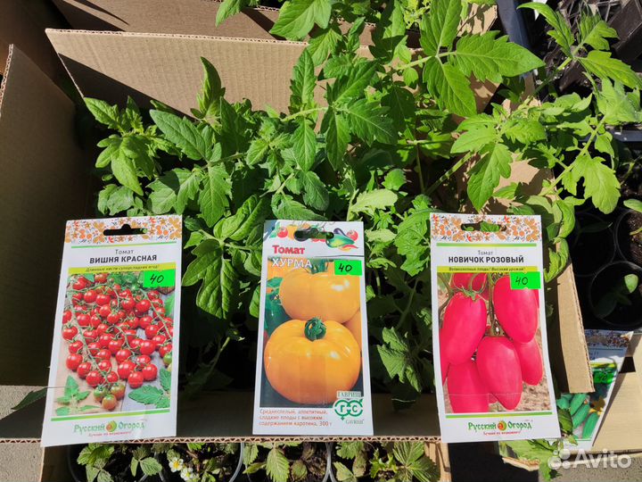 Рассада Доставка Томатов, картофель семенной