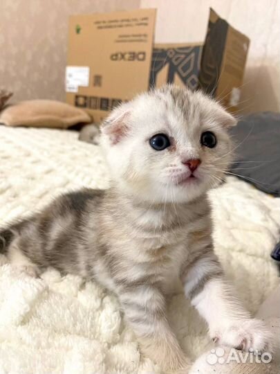 Шотландские котята