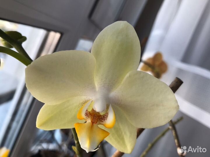 Орхидея